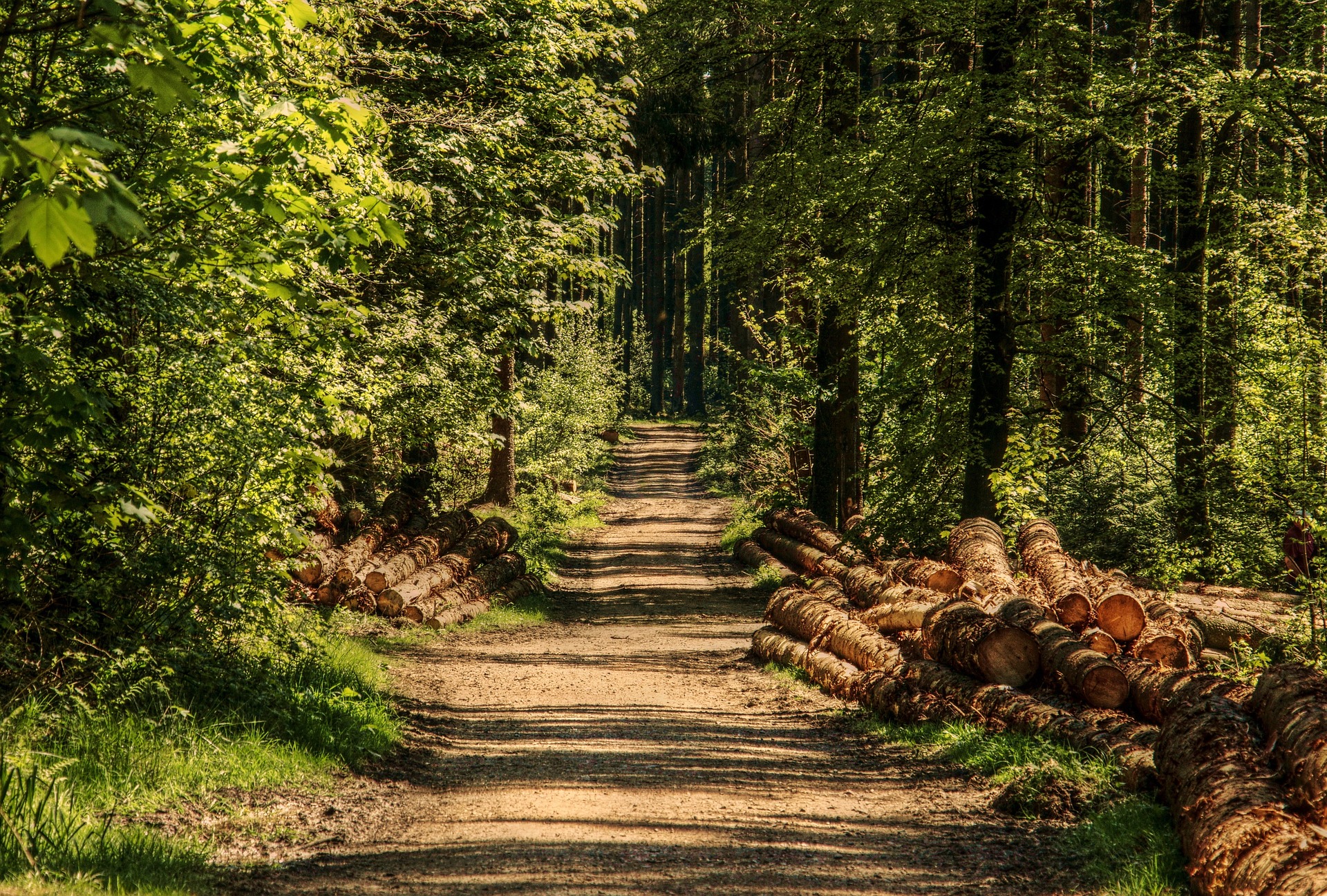 trees 3410836_1920