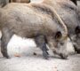 wild boar 4787575_1280 90x80