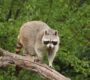 raccoon 3575625_1280 90x80