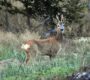 sarna 5611057_1280 90x80