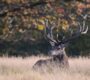 red deer 7559423_1280 90x80